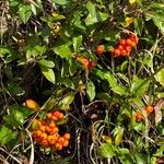 Pyracantha crenulataFrucht