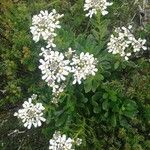 Iberis semperflorens Cvet