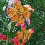 Lilium pardalinum Flower