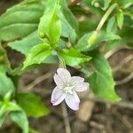 Epilobium montanum Yaprak