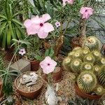 Adenium swazicum Yeri