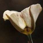 Calochortus bruneaunis Fiore