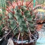 Ferocactus wislizeni পাতা