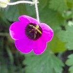 Geranium mascatense Kvet