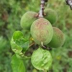 Prunus armeniaca Fruit