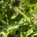 Hieracium berardianum Likasa