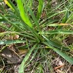 Armeria arenaria برگ