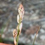 Asphodelus fistulosus 花