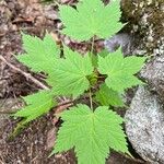 Acer spicatum Blad