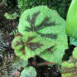 Begonia variegata Habit