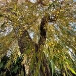 Salix babylonica Muu