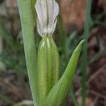 Ophrys apifera 果