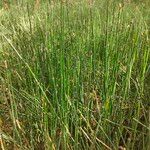 Equisetum hyemale Blad