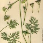 Mutellina adonidifolia その他の提案