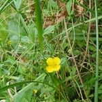 Potentilla erecta 花