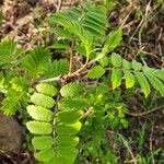 Sorbus aucupariaList