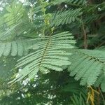 Calliandra houstoniana Hoja