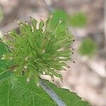 Betula chinensis Virág