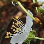 Prunus domestica Flower