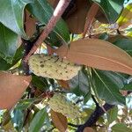 Magnolia virginiana Fruit