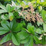 Rodgersia aesculifolia Hábito