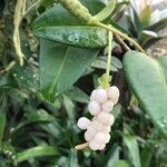 Anthurium scandens Fruto