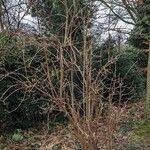 Viburnum lantana Habit