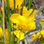 Senna aphylla Flower