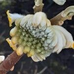 Edgeworthia chrysantha Flower