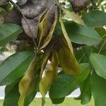 Pterocarpus indicus Flor