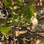 Cephalaria leucantha Leaf