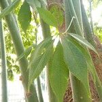 Ceiba speciosa Leaf