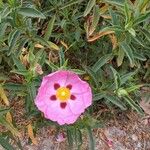 Cistus × purpureus Floare