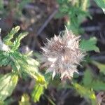 Salvia mellifera Frutto