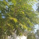 Ailanthus altissimaFuelha