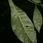 Gustavia hexapetala Blatt