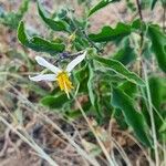 Solanum hastifolium Kukka