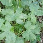 Astrantia major Leaf