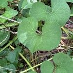 Asarum canadense Liść