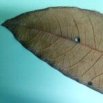 Aniba williamsii Leaf