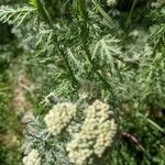 Achillea ligustica Blatt