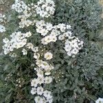 Achillea umbellata Natur