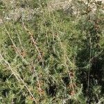 Juniperus oxycedrus Хабит