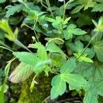 Geranium sibiricum List