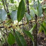 Lasiochlamys cordifolia অভ্যাস