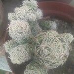 Mammillaria gracilis List