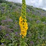 Verbascum creticum Habitat