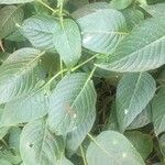 Ruellia paniculata Leaf
