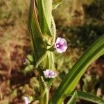 Ipomoea eriocarpa Λουλούδι