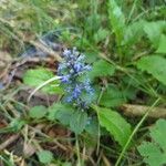 Ajuga reptansFlower